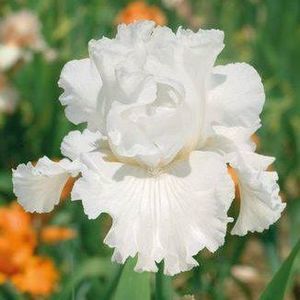 Meet your Posher, Iris